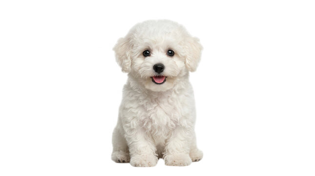Cute fluffy white bichon frise puppy sitting and looking at the camera with a happy face and soft curly fur texture isolated on transparent background
