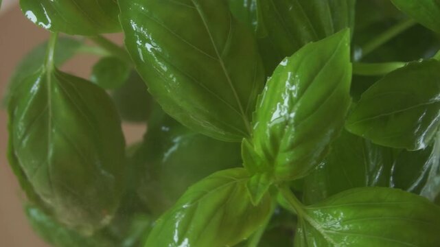 Irrigation organic green basil growing. Nature healthy food backdrop.Vegetarian concept. Italian herbs, aromatic Basils plant rotating, closeup, macro shot