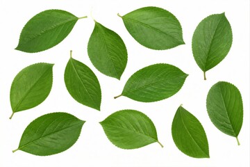 Fototapeta premium Green leaves scattered flat on clean white background
