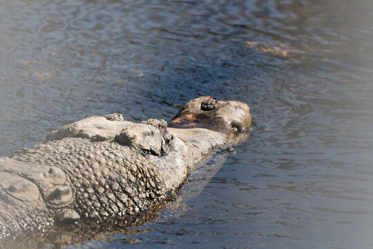 Close-up of a crocodile snout and head resting on the water surface in a thermal pool.
