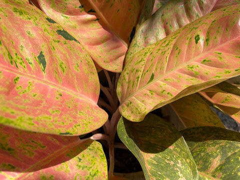 Close-up of vibrant pink Aglaonema leaves with green variegation in natural sunlight