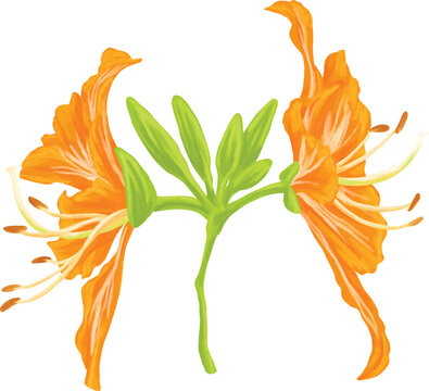 Botanical Sketch Ban Flower Line Art Illustration