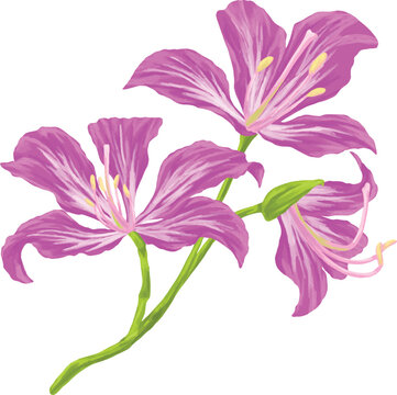 Botanical Sketch Ban Flower Line Art Illustration