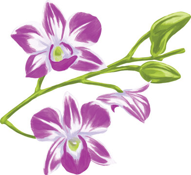 Botanical Sketch Orchid Flower Line Art Illustration