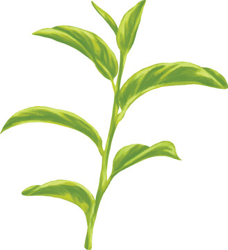 Botanical Sketch Tea Plant Line Art Illustration