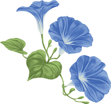 Botanical Sketch Morning Glory Flower Line Art Illustration