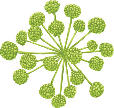 Botanical Painting Angelica Archangelica Botanical Watercolor Illustration