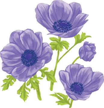 Botanical Painting Japanese Anemone Watercolor Floral Illustration