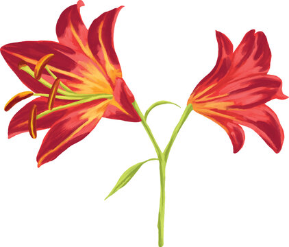 Botanical Painting Orange Lily Flower Watercolor Illustration