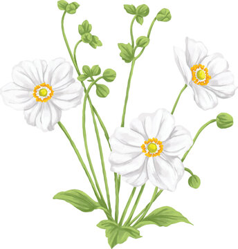 Botanical Painting Anemone Hybrida Flower Watercolor Illustration