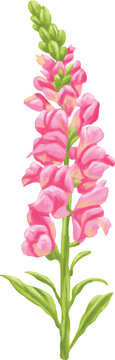 Botanical Painting Snapdragon Flower Watercolor Floral Illustration