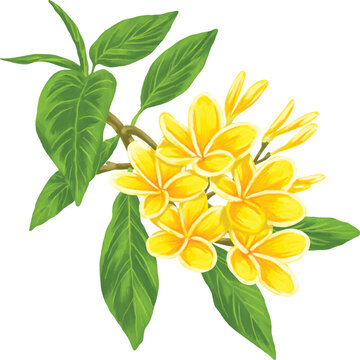 Botanical Painting Frangipani Flower Plumeria Watercolor Tropical Illustration