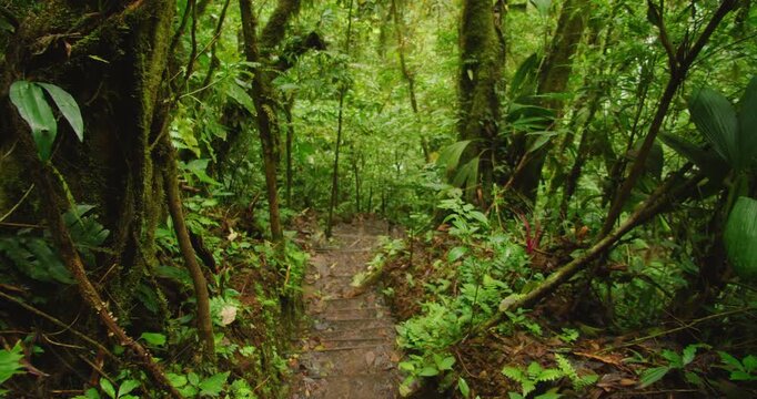 Steep rainforest steps descending through dense Costa Rica jungle toward Blue Falls trail