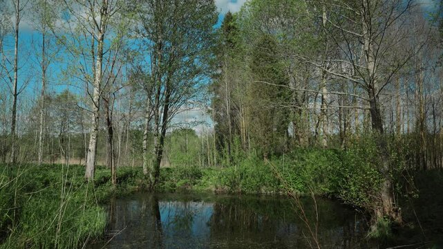 Small Forest Pond Time Lapse Trees Reflecting Blue Sky Spring Season