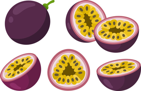Passion fruit vector set featuring fresh purple whole and sliced cut fruits isolated on white