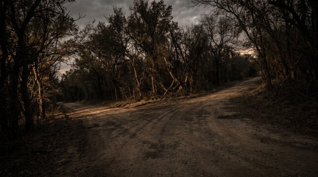 Dirt Road Fork Through Bare Trees Forest