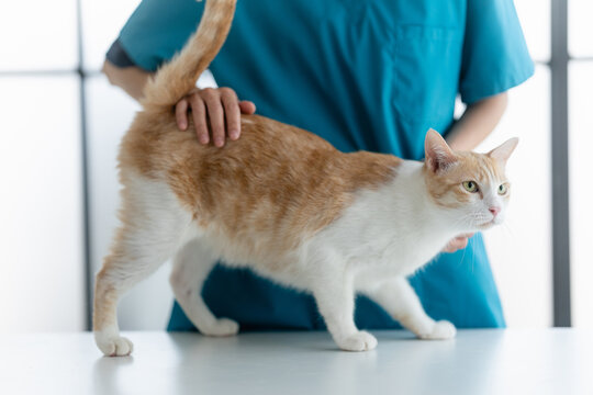 cat receives a thorough health check at a vet clinic by a veterinarian