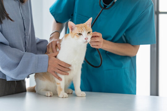 cat receives a thorough health check at a vet clinic by a veterinarian
