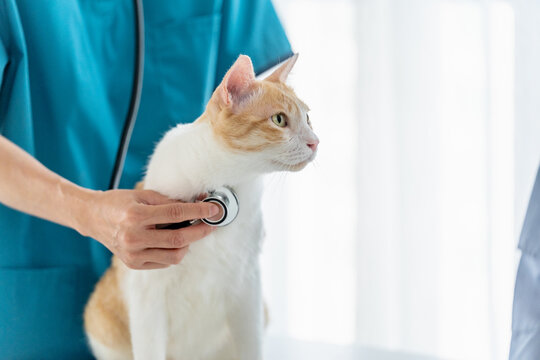 cat undergoes a routine vet check at a professional vet clinic