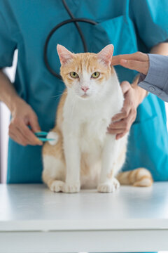 cat undergoes a routine vet check at a professional vet clinic