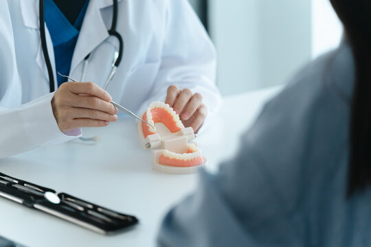 dentist holding tooth model White healthy tooth, Doctor doing dental treatment&nbsp;