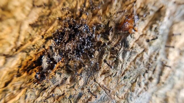 A close-up of a group of ants swarming around tree resin.