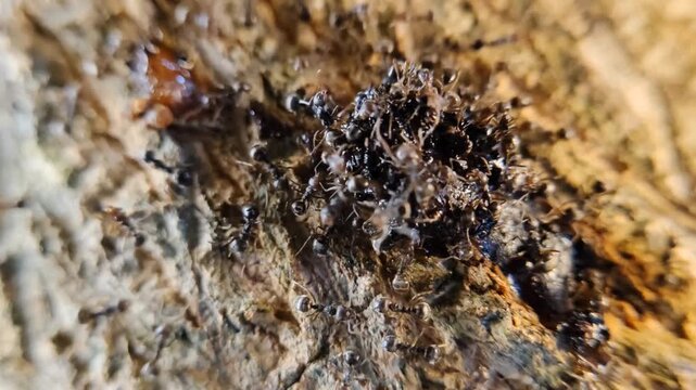 A close-up of a group of ants swarming around tree resin.
