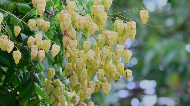 Branches of a Golden Rain tree sway gently in the breeze, heavily laden with pale green and blush-pink, papery, lantern-shaped seed pods against a blurred leafy background.