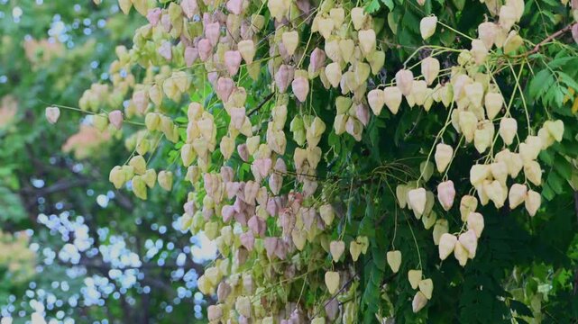 Branches of a Golden Rain tree sway gently in the breeze, heavily laden with pale green and blush-pink, papery, lantern-shaped seed pods against a blurred leafy background.