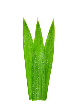 pandan leaves with drops of water isolated on white background