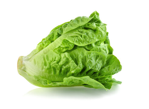 fresh baby cos (lettuce) on white background