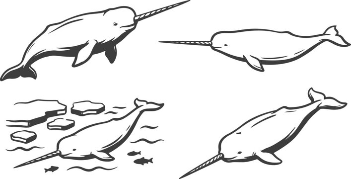 Hand Drawn Narwhal Whales Collection with Long Tusks Swimming in Ocean.
