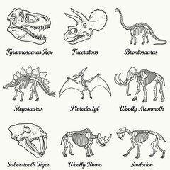 Dinosaur skeleton illustrations including Tyrannosaurus, Triceratops, and more   © Iry