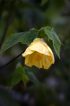 Closeup of flowers of Abutilon 'Lemon Queen' in a garden in late summer