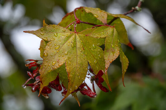 Closeup of rain soaked leaves of Acer Palmatum 'Osakazuki' in a garden in late summer