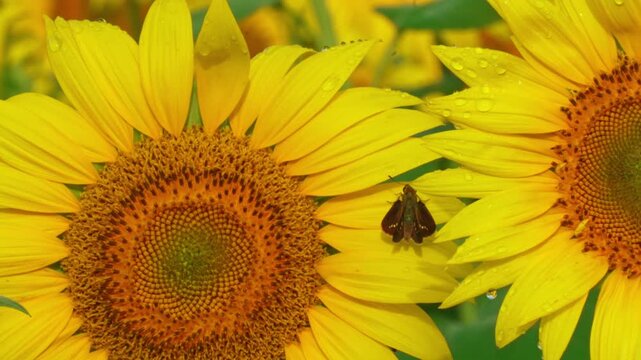 雨上がりの雫のダブルひまわりとセセリチョウ