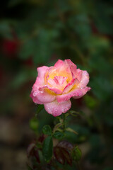 Obraz premium Closeup of flower of Rosa 'Britannia' in a garden in late summer