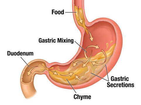 Human stomach digestion process illustration isolated on white background