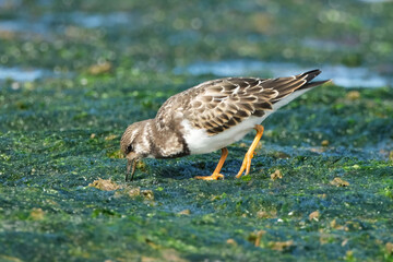 Fototapeta premium Ruddy Turnstone Bird Foraging for Food on Green Mossy Seaweed Beach Habitat