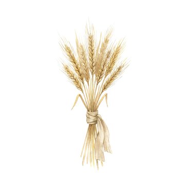 Golden wheat bundle watercolor illustration isolated on white background