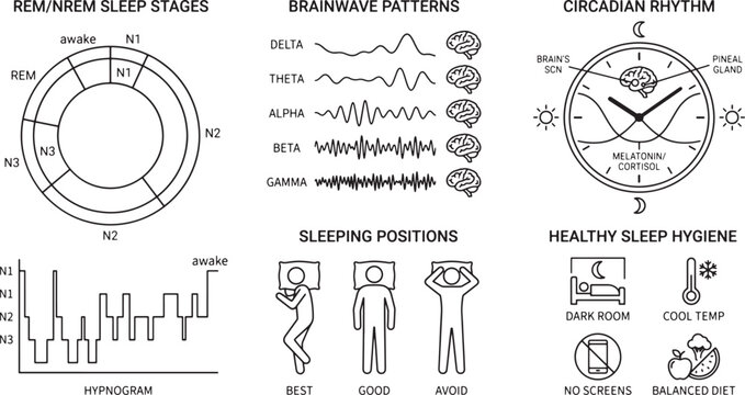 Sleep science infographic set, circadian rhythm and brainwave patterns vector, healthy sleep hygiene icons and diagrams