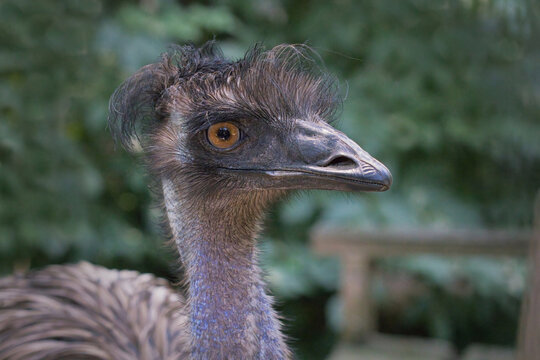 An emu, Dromaius novaehollandiae, displays its unique profile, showing off a tousled crown of dark feathers, a prominent orange eye, and blue-skinned neck.