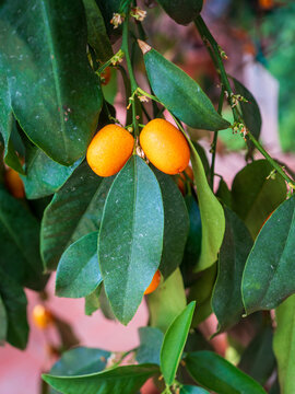 Two ripe orange kumquat fruits growing on a citrus tree among lush green leaves. Detailed botanical close-up ideal for healthy food, gardening, organic produce and tropical nature themes.

