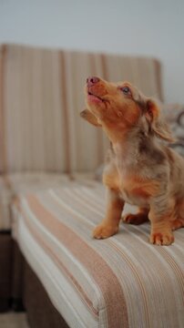 Dachshund puppy with spotted fur sitting on a comfortable striped sofa, looking away and barking.