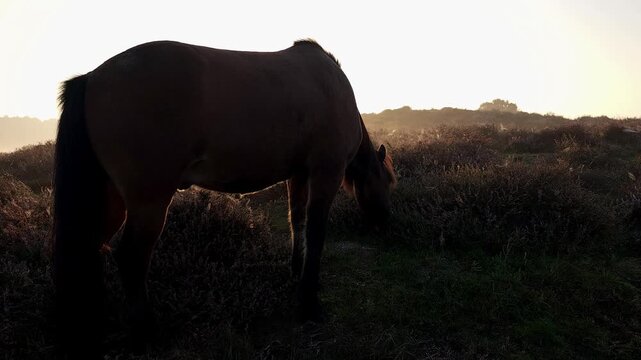 A wild horse eats grass at a heather field in bright morning. This footage is perfect for animal, nature, environment, travel and commercial themes.