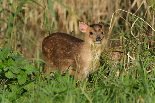Reeves's muntjac deer standing in tall green grass chewing blades of grass, small wild muntjac deer in natural habitat close up side view