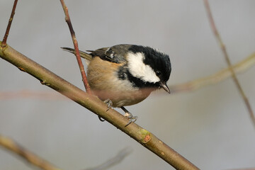 Coal tit (Periparus ater) perched on a tree branch, close-up details of a small songbird in its natural habitat © Badr
