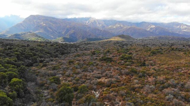 Drone flying forward over dense green trees of Yungas Cloud forest towards mountains in Salta North West Argentina