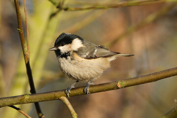 Coal tit (Periparus ater) perched on a tree branch in autumn light © Badr