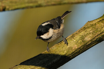 Coal tit perched on a mossy tree branch in natural habitat, close-up profile view of Periparus ater © Badr